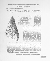 Spilocaea pyracanthae image
